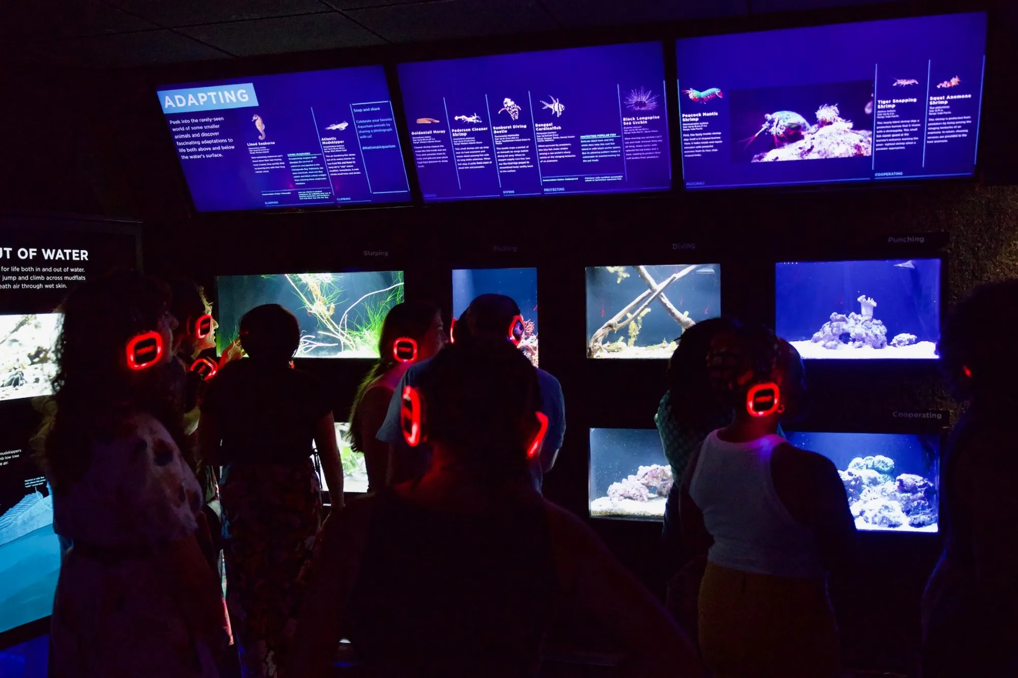 Guests wearing illuminated silent-disco headphones in front of exhibit tanks at the National Aquarium
